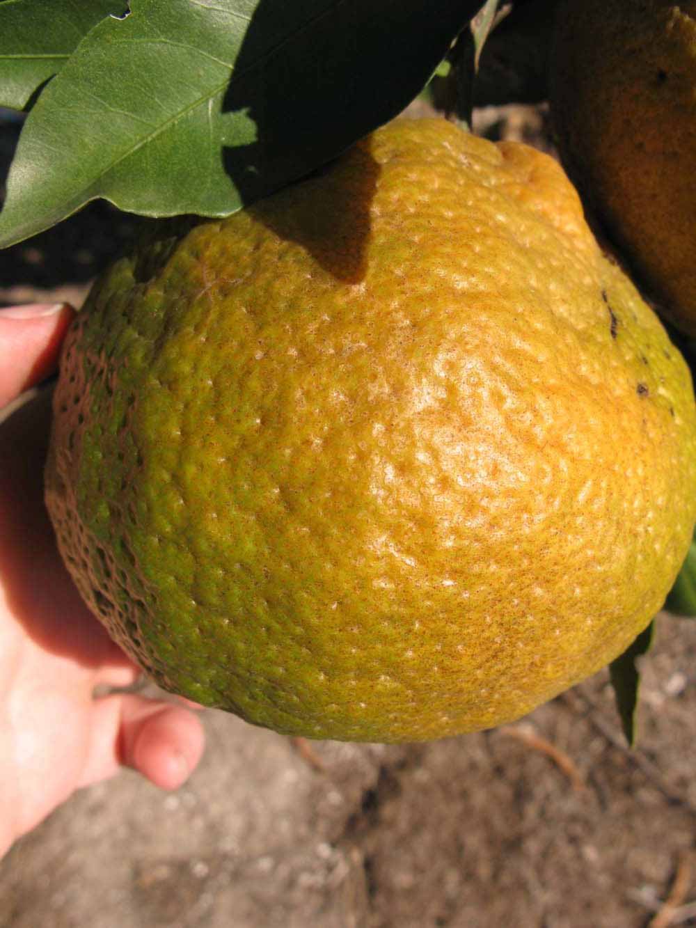              Fruit (Winter Haven, FL)       